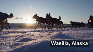 A Postcard from the Field: The Iditarod Trail Race Museum | Dateline NBC