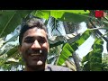 ಬಾಯಿ ಚಪ್ಪರಿಸುವಂತಹ ಅಮಟೆ ಕಾಯಿ exotic spondias mombin hog plum plant at hindumane kannada vlogs