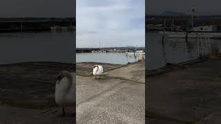 2025年1月27日白鳥の湖と筑波山 #コブハクチョウ #霞ケ浦