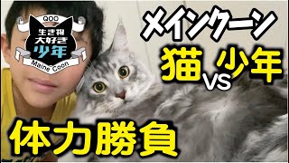 【メインクーン】取ってこいをする大型猫。体力は少年にはかなわない？