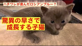 ハチワレが産んだロシアンブルー？驚異の早さで成長する子猫