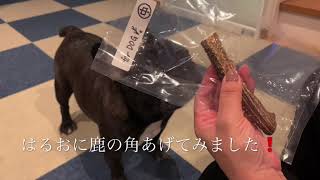 鹿の角を初めて食べるフレンチブルドッグ はるおくんfrenchbulldog