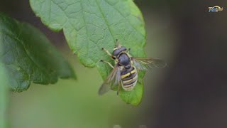 Sarang Lebah | Lebah dan Madu #lebahmadu #siotan #laguanak #alamsemenit