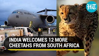 IAF flies 12 Cheetahs from South Africa to India; Big cats released into Kuno National Park | Watch