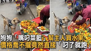 狗狗「嘴叼菜籃」幫主人買水果 價格喬不攏「叼了就跑」：別想坑偶！|狗狗故事|幫主人買菜