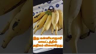 மட்டி வாழைப்பழம்