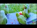 green parrot videos compilation