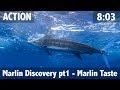 Marlin Discovery part 1 - Marlin Taste