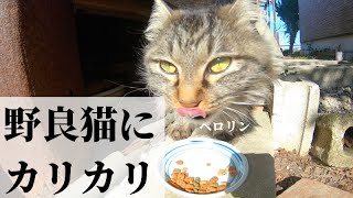 【野良猫親子観察日記#46】キジトラにカリカリをあげてみた