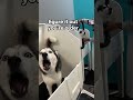 huskies freak out during bath time