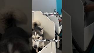 huskies freak out during bath time!