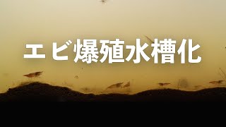 【生体移動】シュリンプ爆殖化とエリスロミクロンの病気治療とサイクルアクア化を狙う【アクアリウム】【熱帯魚】