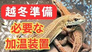 【初心者必見🔰失敗しない冬の飼育】4年目の越冬飼育を成功させた方法⛄️カナヘビ・トカゲの冬場の育て方🦎