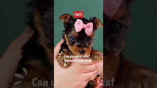 🎀 Adorable Yorkie Puppy Rocks the Cutest Bow! 🐾