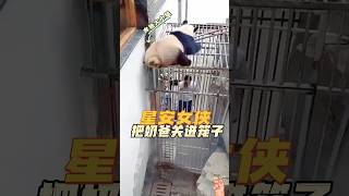 不亏是奔驰大小姐，熊猫把奶爸关进笼子了😂😂😂 #panda #熊猫