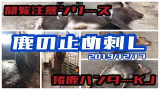 【閲覧注意／止め刺し】箱罠猟師VLOG『鹿の止め刺し』2019年12月7日 新米猟師