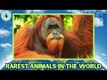 rarest animals in the world quiz. quiz mix challenge