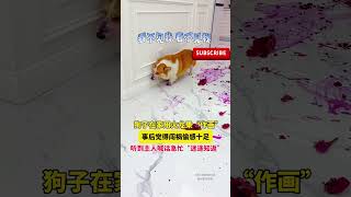 狗子在家用火龙果“作画”，事后觉得闯祸偷感十足，听到主人喊活急忙“迷途知返”！#搞笑 #狗狗 #funny