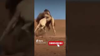 Donkey vs.Camel …. BRUTAL FIGHT #animalshort