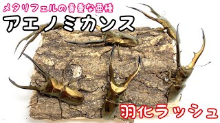 貴重亜種 アエノミカンスの成虫を掘り出していく【クワガタ飼育】