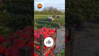 Strawberry farming technology #satisfying #shorts #short #noalfarmer