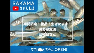 期間限定❗️絶品❗️生きたまま❗️活稚鮎【長野県飯田】