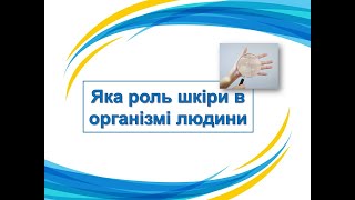 Яка роль шкіри в організмі людини. 3 клас