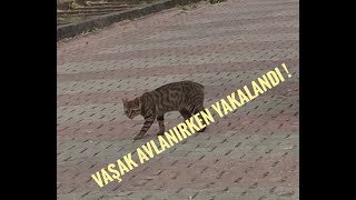 Vaşak Kedisi  Avlanırken Kameralara Yakalandı !