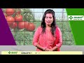 ಸಾವಯವ ಟೊಮೆಟೊ ಕೃಷಿಯಲ್ಲಿ ಕಾಸು ಉಳಿಸುವ ಮಾರ್ಗ how to save money in organic tomato farming