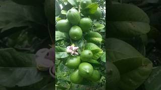 How to propagate lemon plant from seeds at home #shorts #youtubeshorts #growlemonplant #viral