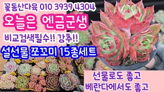 25.1.21 🌸엔금군생 강추🌸 예쁜신상들 가득🌸 설선물 쪼꼬미 15종세트 가격 좋은데 삽목판까지 선물🌸 꽃동산다육 010 3939 4304 전국택배가능 유료광고포함