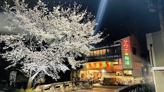 【4K】Kyoto Walk🇯🇵/Maruyama/木屋町/円山公園/桜/京都/散歩