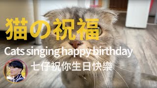 【貓貓唱歌】七仔祝你生日快樂｜ハッピーバースデーを歌う猫｜Cats singing happy birthday｜PITT 皮哥・PIKO・ピット・미스터피트