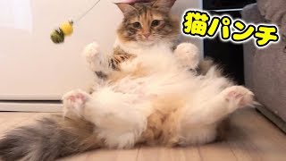 愛猫の利き手調べてみた