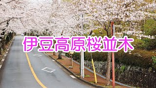 伊豆高原 桜並木 ＃伊豆高原桜並木