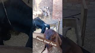 Maan Goat Farm 🇮🇳