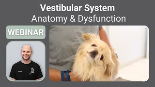 Vestibular System in Pets - Anatomy and Dysfunction || SEVN Webinar Series