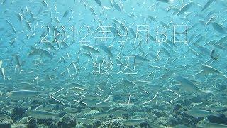 ミジュンの群れ（2019年9月8日）