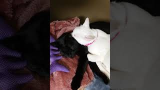 寄り添って寝る可愛い猫　#shorts　Two cats snuggling up to sleep