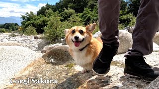 どこまでもついてくるコーギー / A Corgi that shadows me everywhere