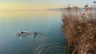 Balatonfüred  Magyarország nyugodt séta a parton 4k/ Balatonfüred Hungary 4k street halking chill