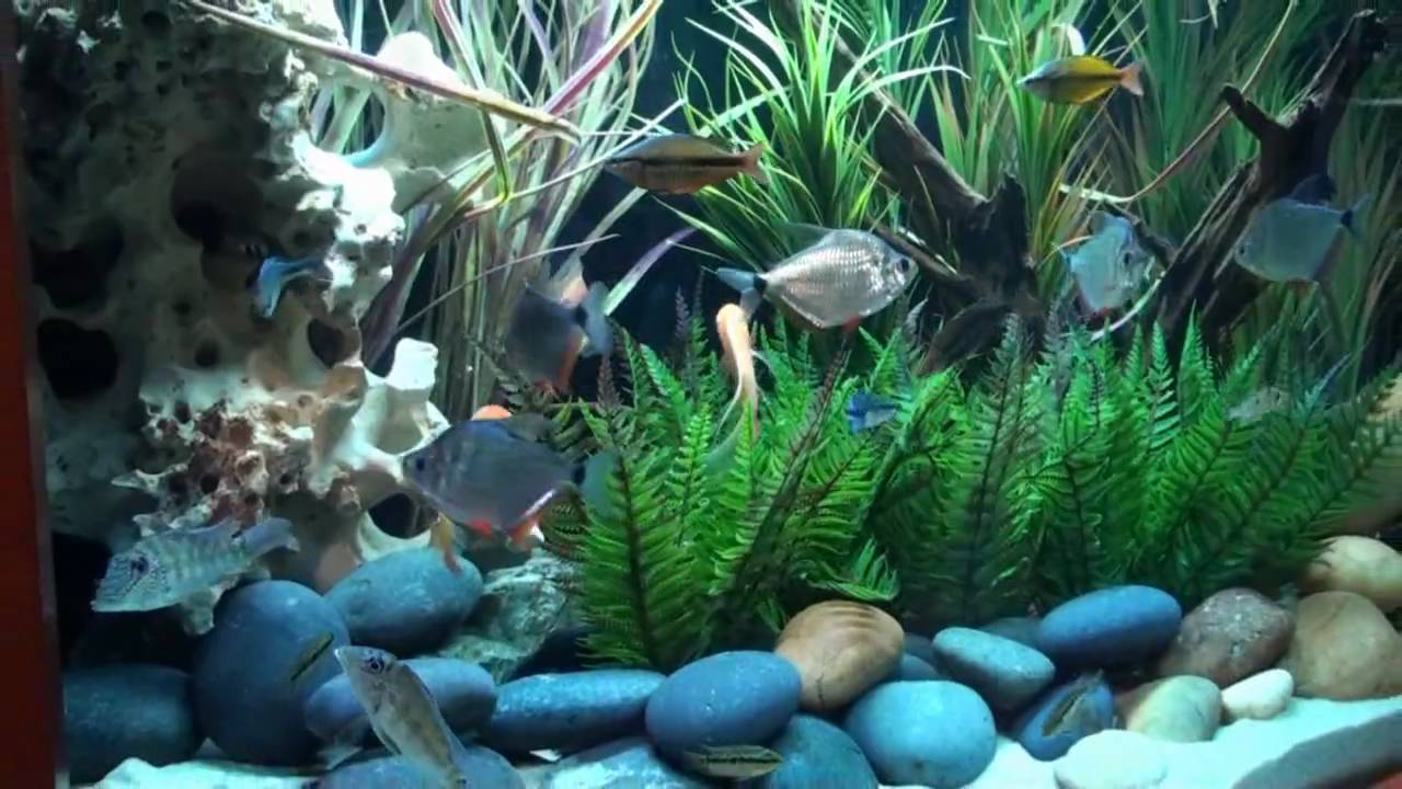 Fish Gallery Youtube