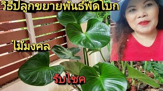 วิธีปลูกขยายพันธ์พัดโบกน้ำ ไม้มงคล