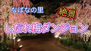 【あんきも日記】なばなの里イルミネーション「絶景しだれ梅と河津桜」２０２３年３月