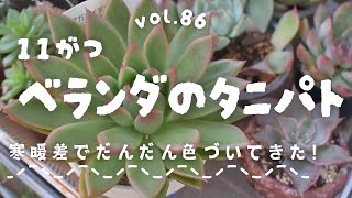 【多肉植物】11月のベランダの多肉パトロール　vol.86