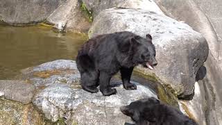 奥飛騨クマ牧場１／２