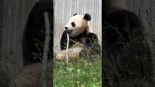 大熊猫宝力今天心情不错哦。panda Baoli seems very happy today.#panda #baoli#animals #cutepanda #大熊猫 #大熊猫宝力#宝力#zoo