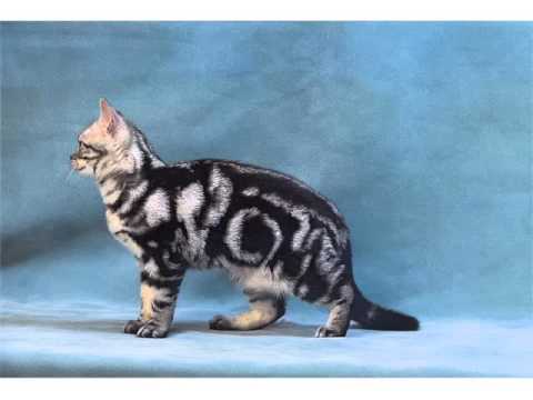 American Shorthair Black And White - Cat Pictures American Shorthair Black And White - Cat Pictures