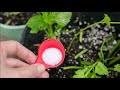 See What Happens When You Add Epsom Salt to Your Plants   Amazing Results