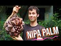 Hunting the Extraordinary NIPA FRUIT! (and the strange ways that you eat it)